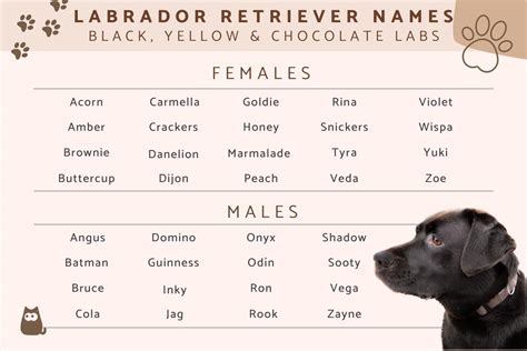 popular black lab names|top black lab female names.